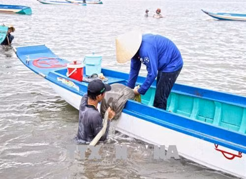 Vào thời điểm cuối tháng 5/2018, người dân tập trung tại khu vực biển Khai Long (xã Đất Mũi, huyện Ngọc Hiển, tỉnh Cà Mau) để cào nghêu giống. Trung bình mỗi ngày có từ 300 - 500 phương tiện đến khai thác. Ảnh: Thế Anh - TTXVN