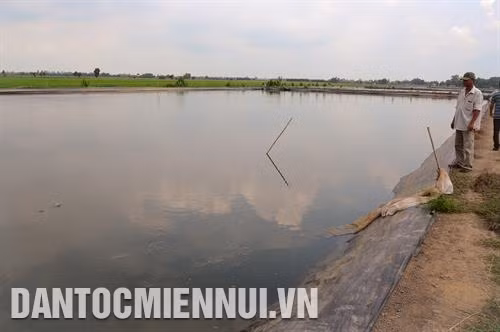 Ao nuôi cá tra phải có diện tích từ 500 m2 trở lên, độ sâu của nước từ 1,5 - 2 m. Ảnh: Anh Đức