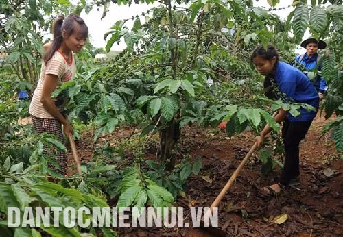 Tổ chức làm sạch cỏ, tiến hành tỉa cây che bóng để tăng cường ánh sáng cho vườn cà phê, góp phần hạn chế rụng quả, giảm năng suất cà phê trong mùa mưa. Ảnh: Ngọc Dũng