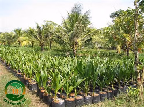 Cây giống Dừa Xiêm Lùn Xanh. Ảnh:caytrong.vn