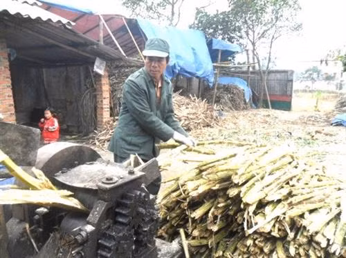 Người làm đường phên những cây mía to và đảm bảo độ ngọt để ép lấy nước