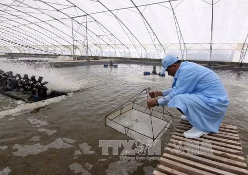 Ao nuôi tôm công nghiệp siêu thâm canh trong nhà kính của Công ty Cổ phần Việt - Úc Bạc Liêu. Ảnh: Vũ Sinh - TTXVN