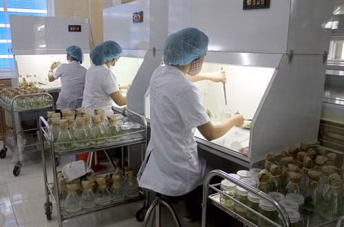 Kiểm tra quá trình tạo rễ của cây trong phòng vô trùng. Ảnh: Văn Tý - TTXVN