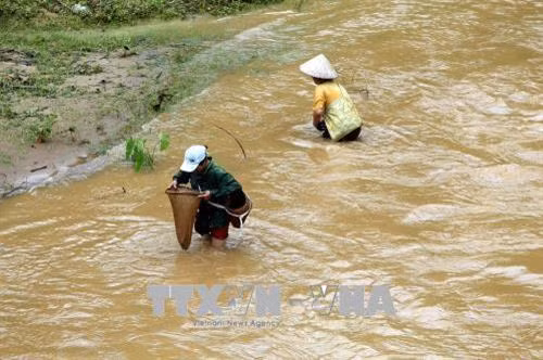 Người dân vẫn vô tư bắt tôm, cá khi nước lũ tràn về trên suối Nậm Núa. Ảnh: Phan Tuấn Anh - TTXVN
