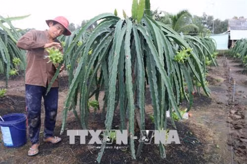 Chăm sóc vườn thanh long đang cho trái. Ảnh: Minh Trí - TTXVN