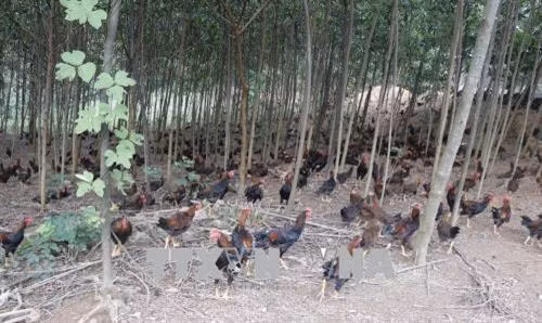Tận dụng địa hình đồi núi để chăn nuôi gà nhằm tăng thu nhập, góp phần xóa đói giảm nghèo. Ảnh: Đinh Thùy – TTXVN