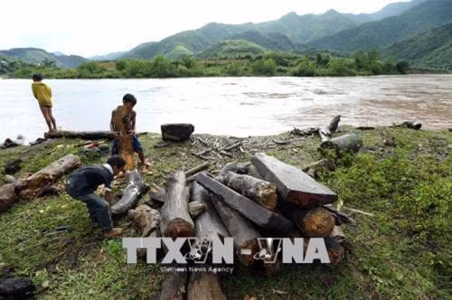 Những khúc củi, tấm gỗ do bọn trẻ vớt được tập kết trên bờ. Ảnh: Phan Tuấn Anh - TTXVN Niềm vui của cậu bé khi vớt được một thân cây to. Ảnh: Phan Tuấn Anh - TTXVN Đứng trên bờ nhìn thấy có củi trôi sông, các cậu bé ngay lập tức thi nhau nhảy xuống để vớt dù nước chảy xiết. Ảnh: Phan Tuấn Anh - TTXVN Để vớt được thanh củi to trôi dưới sông có khi phải 3 đứa trẻ mới đưa được vào bờ. Ảnh: Phan Tuấn Anh - TTXVN Một cậu bé vớt được thanh củi to trôi dưới sông. Ảnh: Phan Tuấn Anh - TTXVN