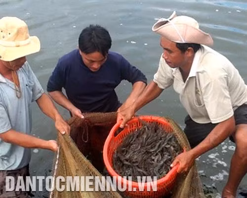 Tôm thẻ nuôi hai đoạn có năng suất cao
