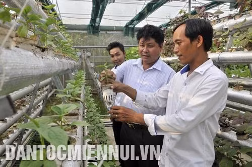 Rau thủy canh được ươm bằng hạt trong giá thể, khi cây có 2- 3 lá thật thì đưa lên giàn hệ thống thủy canh tuần hoàn.
