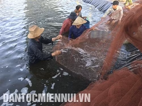 Nước ở ao nuôi từ lúc san nuôi đến thu hoạch luôn phải được xử lý cẩn thận để tránh tôm bị sốc.