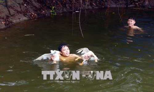 Trò chơi "đuổi bắt vịt" dưới nước thu hút nhiều bạn trẻ tranh tài. Ảnh: Đại Nghĩa- TTXVN
