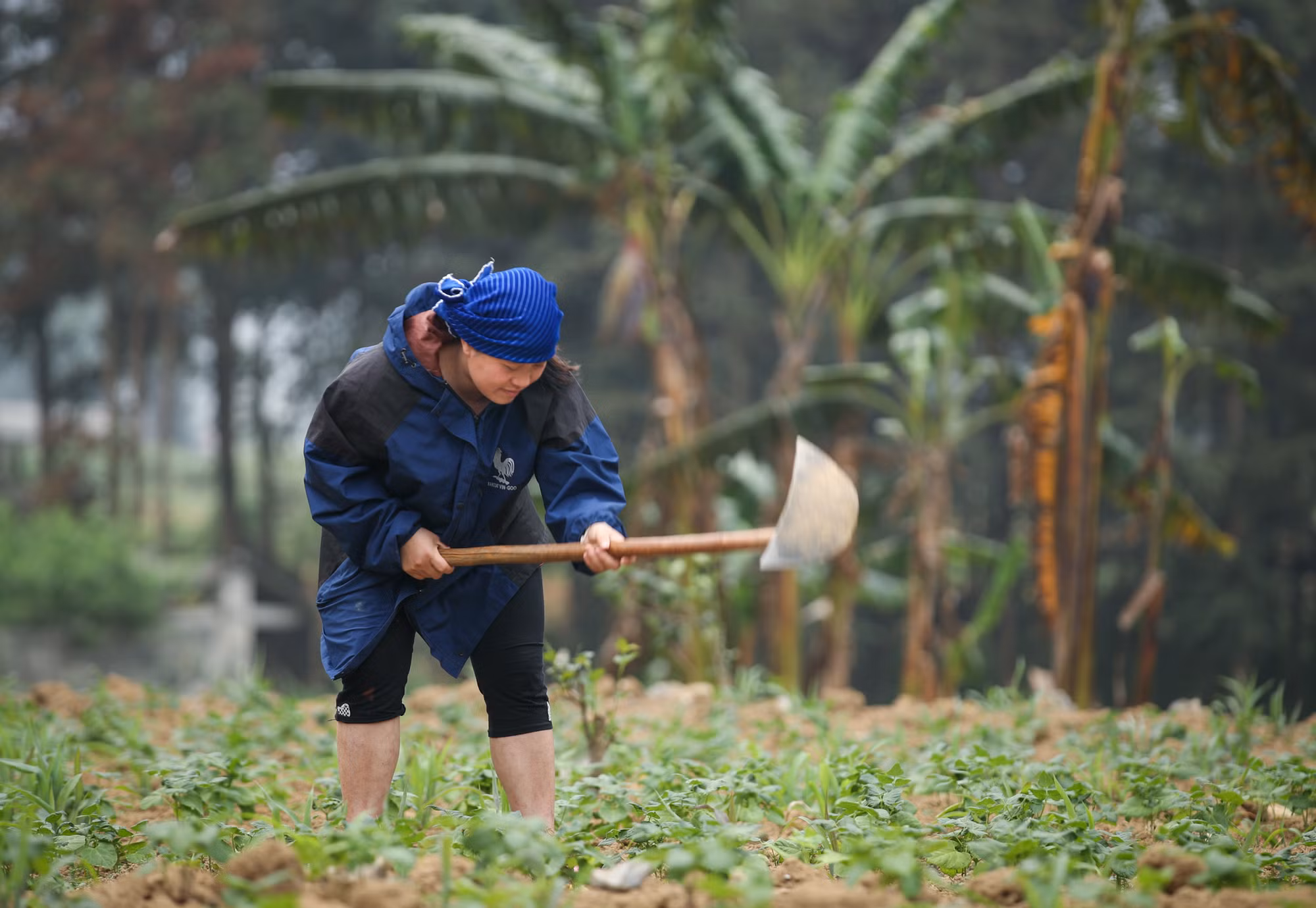 Tạo bước đột phá, giảm nghèo bền vững ở vùng cao Hà Giang ảnh 5