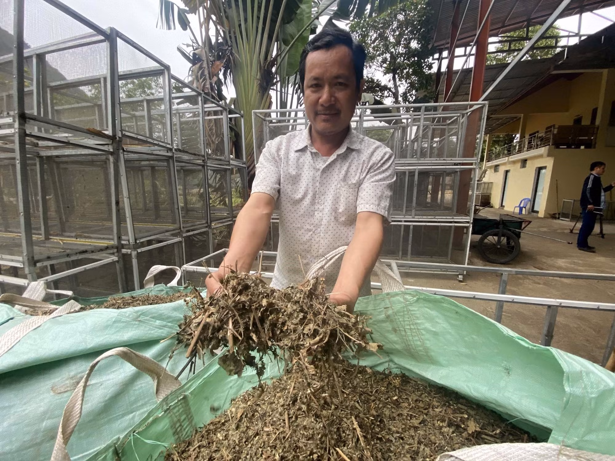 Trồng cây dược liệu giúp nông dân vùng cao Thanh Hóa xoá đói giảm nghèo ảnh 2