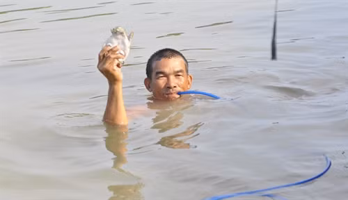 Anh Nguyễn Văn Cường hàng ngày dùng ống thở lặn xuống đáy sông để tìm bắt ba ba bán.