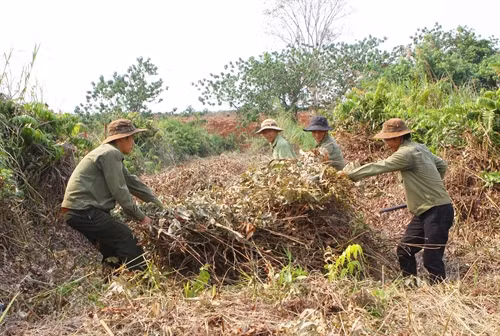 Nhân viên khu bảo tồn phát quang bụi rậm, thu gom thực bì