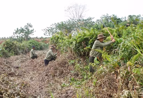 Phát quang bụi rậm tạo hành lang an toàn khu tiếp giáp khu vực có cây Thủy tùng