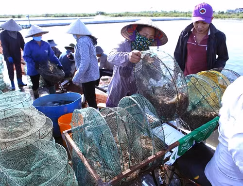 Nhờ nuôi tôm thương phẩm, gia đình ông Lợi tạo việc làm thường xuyên cho hơn 10 lao động và hàng trăm lao động thời vụ tại địa phương.