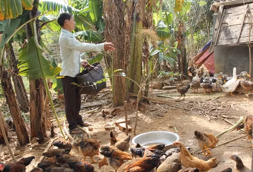Người dân bản Chít 1, cụm tái định cư Nậm Sáng 2, xã Phúc Than, huyện Than Uyên, phát triển kinh tế hộ gia đình.