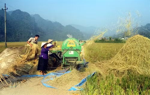 Thu hoạch vụ lúa mùa năm 2016 ở xã Khuân Hà, huyện Lâm Bình.
