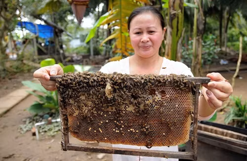Giới thiệu mô hình nuôi ong mật tại cơ sở mật ong Kỳ Lân, cù lao Thới Sơn.