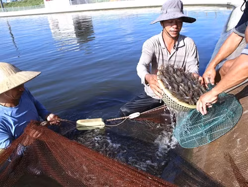 Mỗi năm, gia đình ông Lợi thu hoạch hơn 40 tấn tôm thương phẩm,