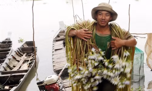 Anh Nguyễn Văn Út, ở ấp Bà Bàu, xã Nhơn Hưng, huyện Tịnh Biên tranh thủ vừa thả lưới vừa nhổ thêm ít bông sung đồng kiếm thêm thu nhập.