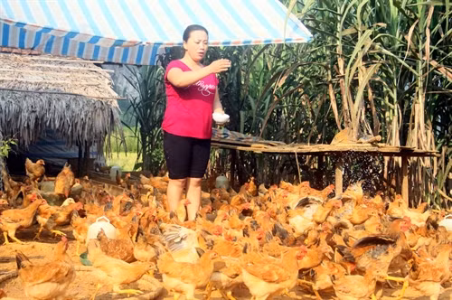 Trang trại gà của gia đình bà Triệu Thị Phin, dân tộc Dao, thôn Bản Kè B, xã Lăng Can, huyện Lâm Bình.