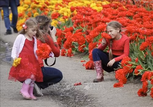 Du khách ngắm hoa Tulip tại Lễ hội Hoa Tulip thường niên ở Abbotsford, Canada ngày 26/4. Ảnh: THX/TTXVN Khách chụp ảnh lưu niệm tại Lễ hội Hoa Tulip ở Abbotsford, Canada, ngày 26/4. Ảnh: THX/TTXVN