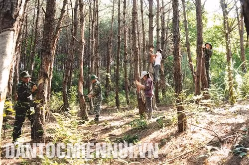 Cán bộ, chiến sĩ Đồn Biên phòng Chi Lăng giúp bà con thôn bản Chắt, xã Bính Xá cạo nhựa thông. Ảnh: Hoàng Hà