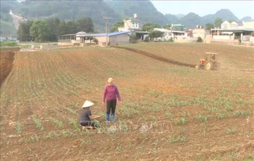 Nông dân thị trấn Nông Trường Mộc Châu (huyện Mộc Châu, tỉnh Sơn La) phá bỏ diện tích ngô bị sâu hại để trồng lại. Ảnh: TTXVN phát.