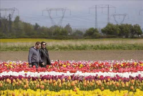 Du khách ngắm hoa Tulip tại Lễ hội Hoa Tulip thường niên ở Abbotsford, Canada ngày 26/4. Ảnh: THX/TTXVN Khách chụp ảnh lưu niệm tại Lễ hội Hoa Tulip ở Abbotsford, Canada, ngày 26/4. Ảnh: THX/TTXVN