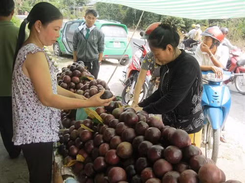 Vú sữa bẻ từ vườn có giá từ 10.000 - 25.000 đồng/kg.