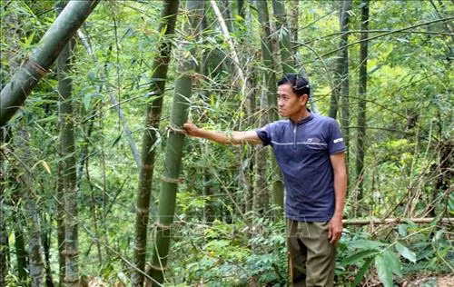 Ông Ngân Văn Sùng, trú tại bản Khuông, xã Nam Xuân có thu nhập khoảng 60 triệu/năm nhờ trồng luồng. Ảnh: Nguyễn Nam-TTXVN