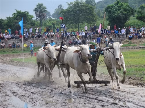 Lễ hội đua bò ở An Giang được lồng ghép vào Lễ hội Sen Đôn Ta