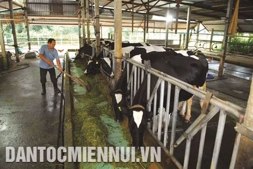 Huyện Củ Chi hiện là "thủ phủ" của ngành chăn nuôi bò sữa Thành phố Hồ Chí Minh. Ảnh: Mạnh Linh