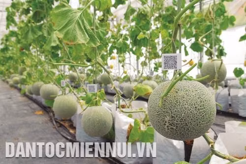 Trồng rau sạch ở xã Tân Thông Hội, huyện Củ Chi. Ảnh: Mạnh Linh Trồng dưa lưới trong nhà màng qua hệ thống phần mềm quản lý ứng dụng công nghệ cao ở huyện Củ Chi. Ảnh: Mạnh Linh