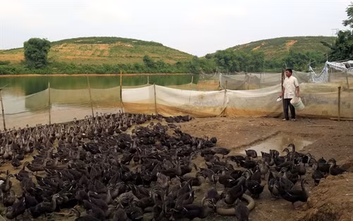 Ông Nguyễn Văn Lập cho đàn vịt ăn.