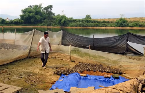 Ông Nguyễn Văn Lập chăm sóc đàn vịt con