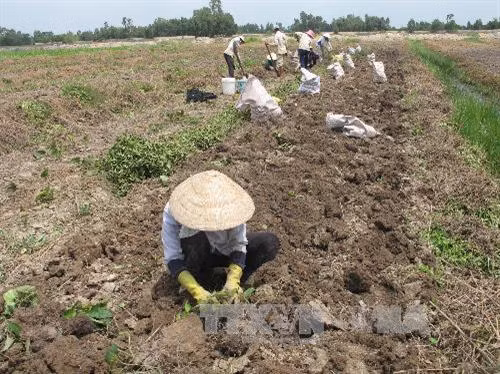 Thu hoạch khoai mỡ trên cánh đồng Thạnh Mỹ, huyệnTân Phước (Tiền Giang). Ảnh: Minh Trí - TTXVN
