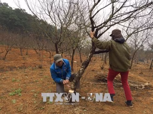 Cứ mỗi dịp Tết đến Xuân về, xã Đông Sơn, thành phố Tam Điệp, vùng đất được mệnh danh là thủ phủ đào phai của tỉnh Ninh Bình lại nhộn nhịp hẳn lên. Trong nhiều năm trở lại đây, người dân Đông Sơn đã nhạy bén với thị trường Tết, phát triển diện tích trồng đào và đưa cây đào phai trở thành cây trồng chủ lực trong phát triển kinh tế của địa phương. Trong ảnh: Một cành đào được nhà vườn đưa ra thị trường tiêu thụ trong dịp Tết. Ảnh: Ninh Đức Phương - TTXVN