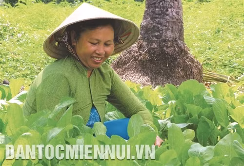 Đồng bào trồng rau màu nâng cao thu nhập