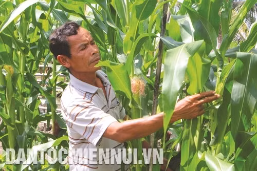 Nhiều hộ đồng bào nhờ được hỗ trợ đất sản xuất đã trồng lúa, trồng bắp, nuôi cá... mỗi năm có thu nhập cả trăm triệu đồng