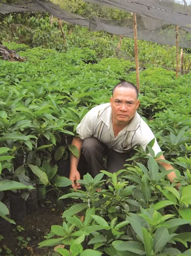 Bơ là loại cây dễ trồng, thích hợp nhất với đất đỏ bazan