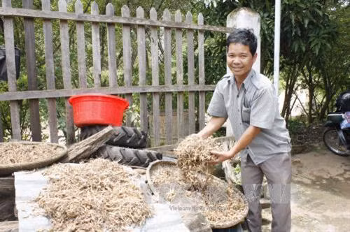 Củ Sâm đá sau khi được thu hoạch và phơi khô tại một hộ dân thôn 3, xã Đăk Pne, huyện Kon Rẫy (Kon Tum) . Ảnh: Hồng Điệp – TTXVN.