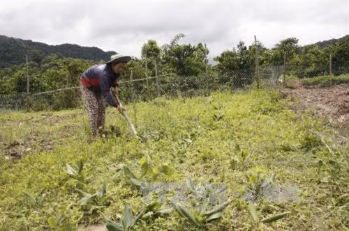 Cây Sâm đá được trồng tại thôn 3, xã Đăk Pne, huyện Kon Rẫy (Kon Tum). Ảnh: Hồng Điệp – TTXVN.