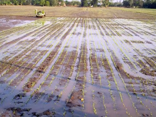 Bình Thuận xây dựng cánh đồng mẫu lớn. Ảnh minh họa: Lê Sen - TTXVN