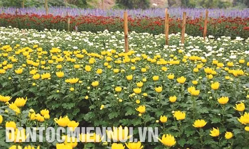 Hàng năm, huyện Mê Linh cung cấp gần 300 triệu cành hoa, gồm các loại hoa: hồng, cúc, loa kèn, lily... cho người tiêu dung. Ảnh: Tú Quỳnh