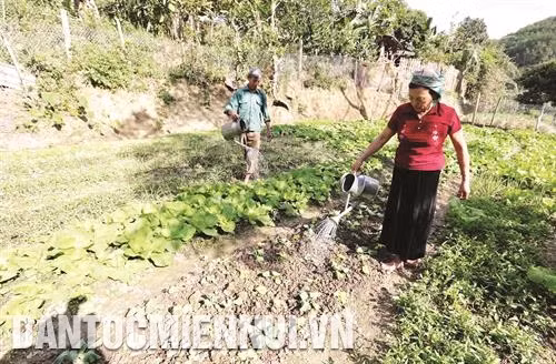 Gia đình bà Lò Thị Thiềm, dân tộc Thái ở xã Chăn Nưa, huyện Sìn Hồ vay vốn ưu đãi cải tạo vườn đồi trồng rau. Ảnh: Trần Việt