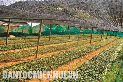 Vườn quế giống ở xã Nậm Đét, huyện Bắc Hà. Ảnh: Cao Hương