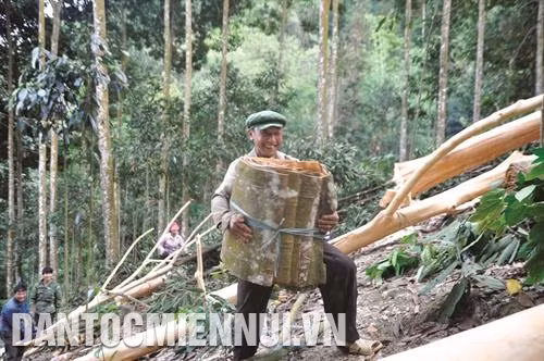 Người dân xã Nậm Đét thu hoạch vỏ quế. Ảnh: Cao Hương